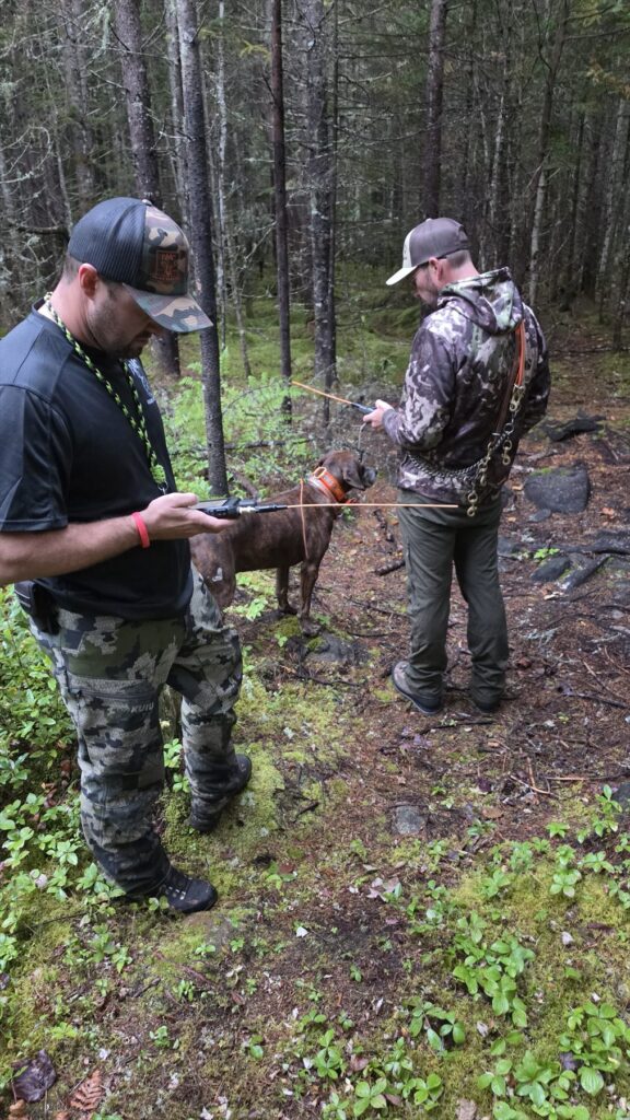 Handler monitoring a hound during the Rangeley hunt