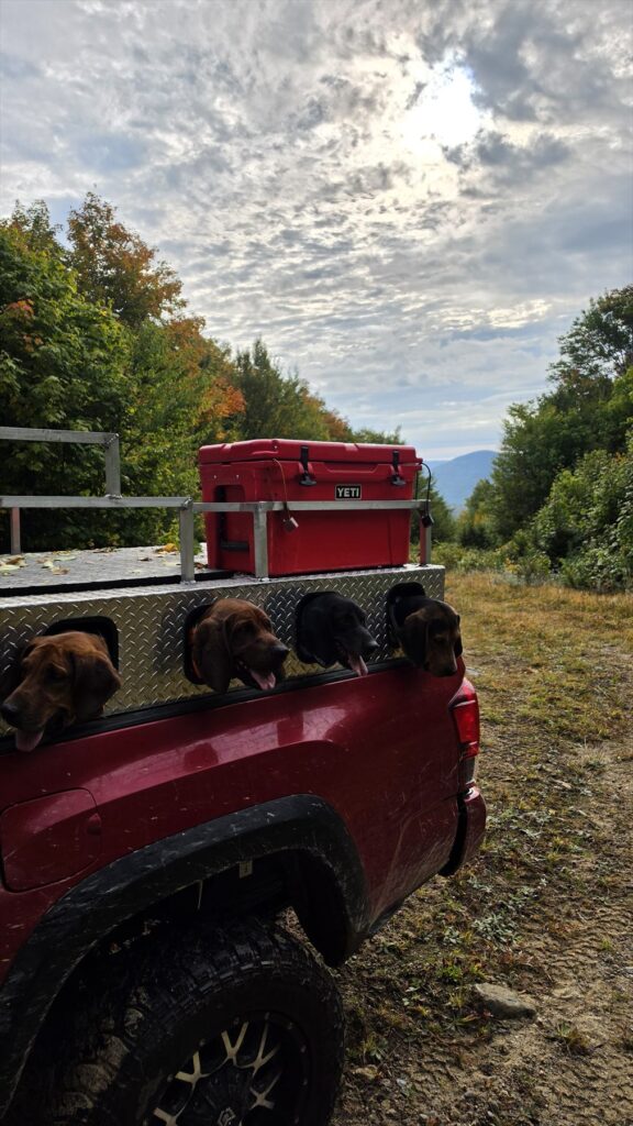 Hounds riding in a dog box on a Rangeley logging road